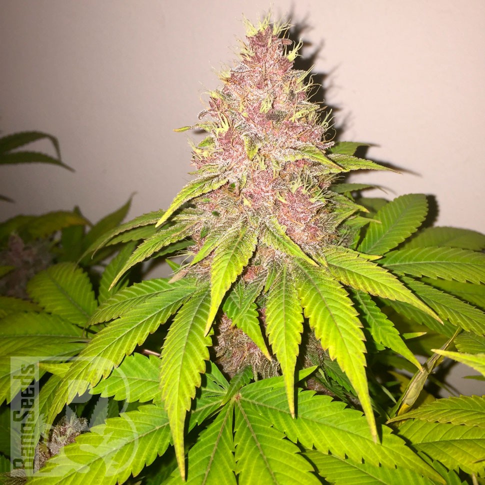 Black Russian feminised Ganja Seeds семена в Казахстане