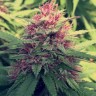 Семена марихуаны Blue Diesel feminised Ganja Seeds Семена марихуаны Blue Diesel feminised Ganja Seeds