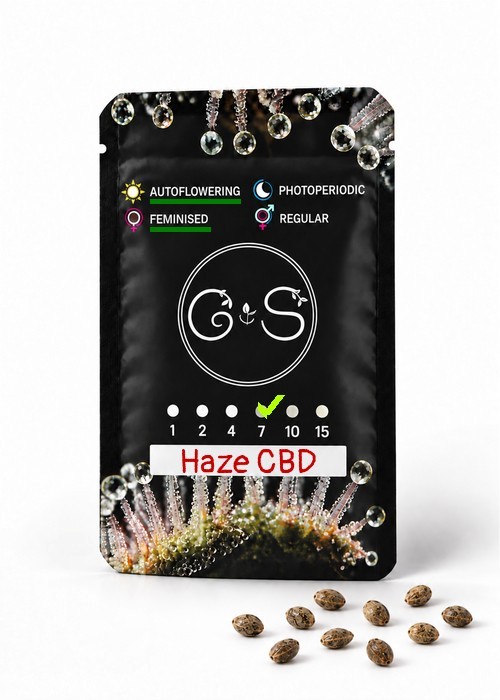 Семена ганжа  Auto Haze CBD feminised Ganja Seeds