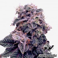 Blueberry feminised Green Silk Road Seeds
