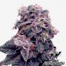 заказать семена конопли почтой Blueberry feminised