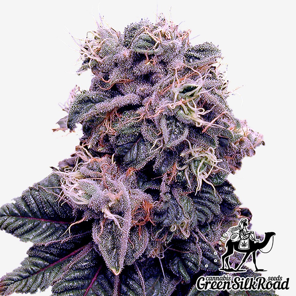 Семена марихуаны  Blueberry feminised Green Silk Road Seeds