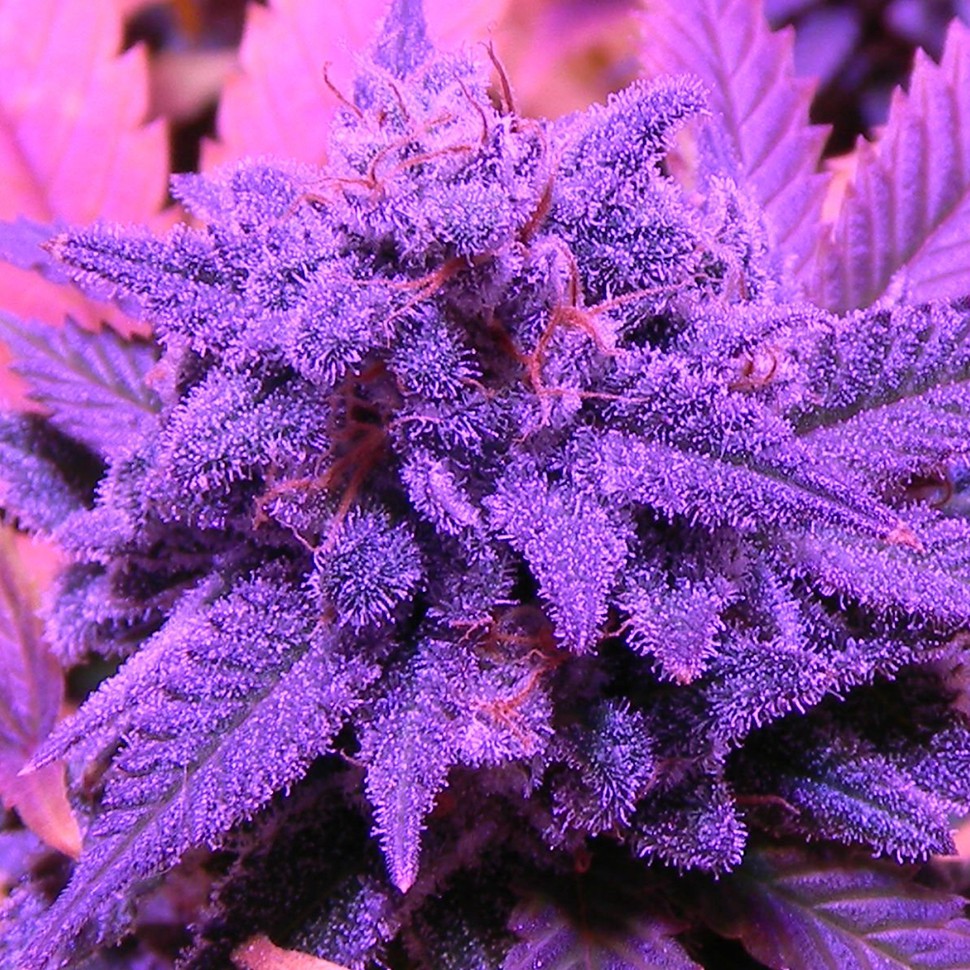 заказать качественные семена конопли Blueberry feminised