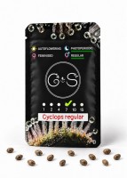 Cyclops regular Ganja Seeds