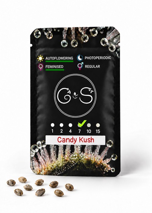 Auto Candy Kush feminised Ganja Seeds