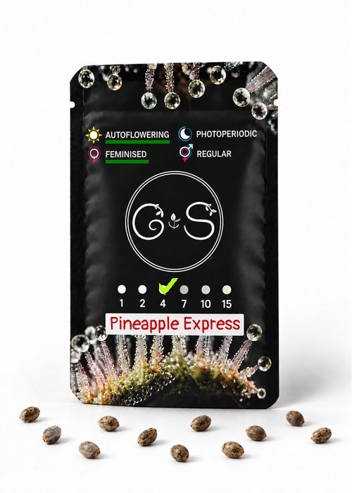 Семена Auto Pineapple Express feminised Ganja Seeds