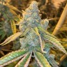 Семена каннабиса  Sticky Blue feminised Ganja Seeds