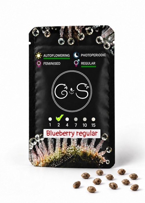 Семена  Auto Blueberry regular Ganja Seeds