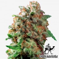 Mazar feminised Green Silk Road Seeds