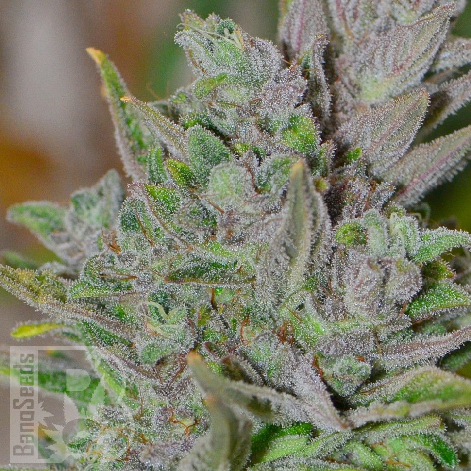 Blue Power feminised Ganja Seeds Blue Power feminised Ganja Seeds