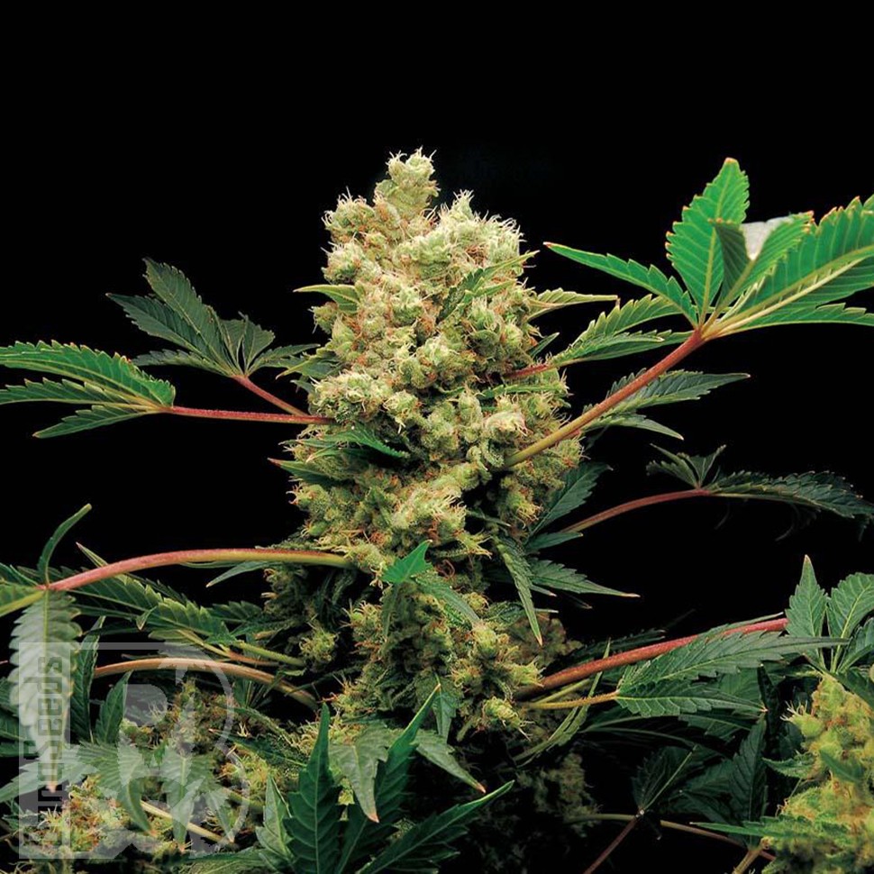 Blue Power feminised Ganja Seeds Blue Power feminised Ganja Seeds