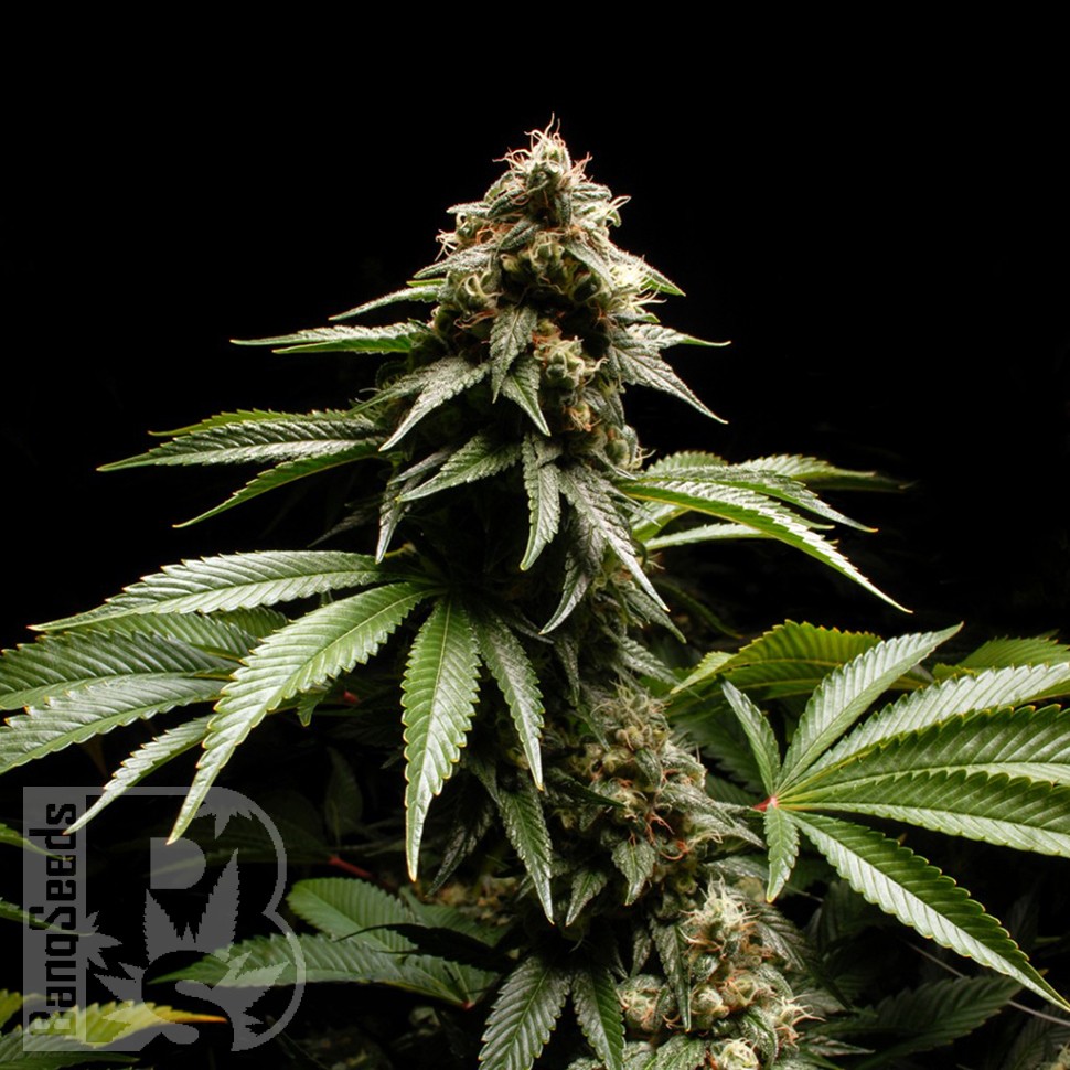 Blue Power feminised Ganja Seeds Blue Power feminised Ganja Seeds