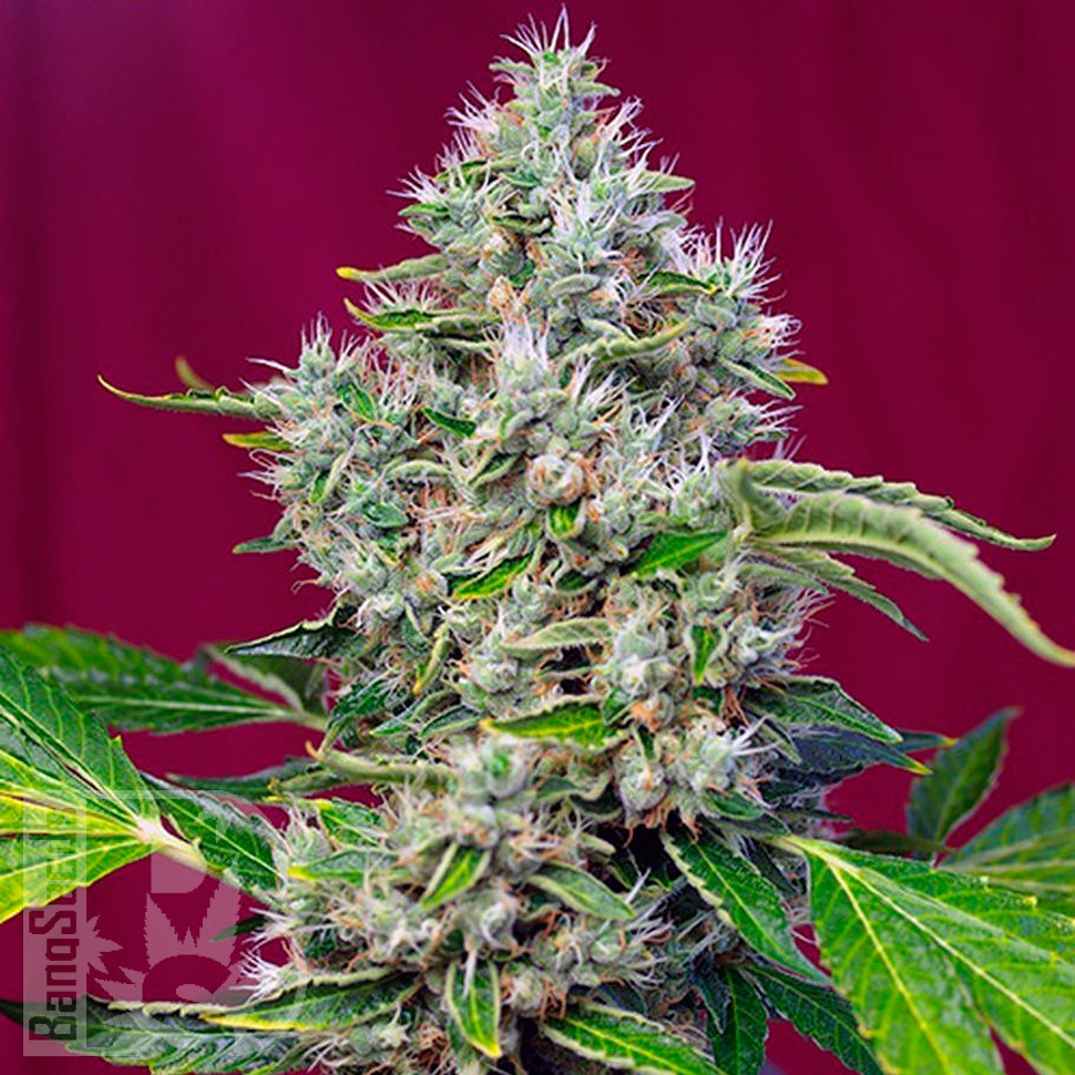 Семена San Fernando Lemon Kush feminised Ganja Seeds