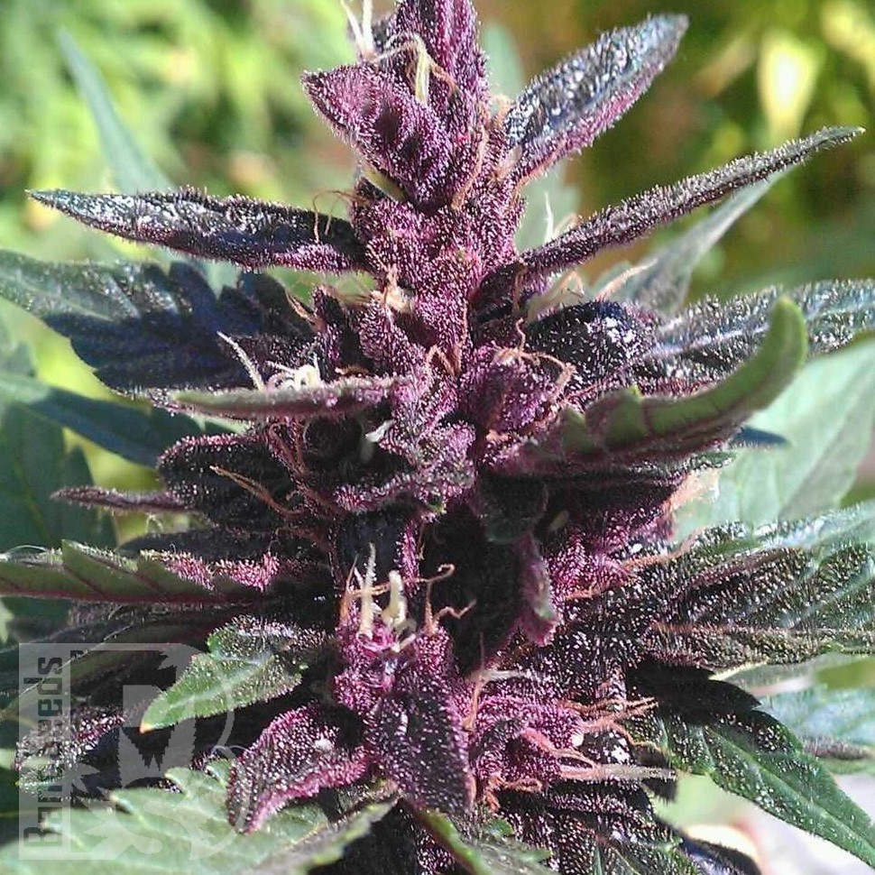 Семена ганжа  Purple Ryder regular Ganja Seeds