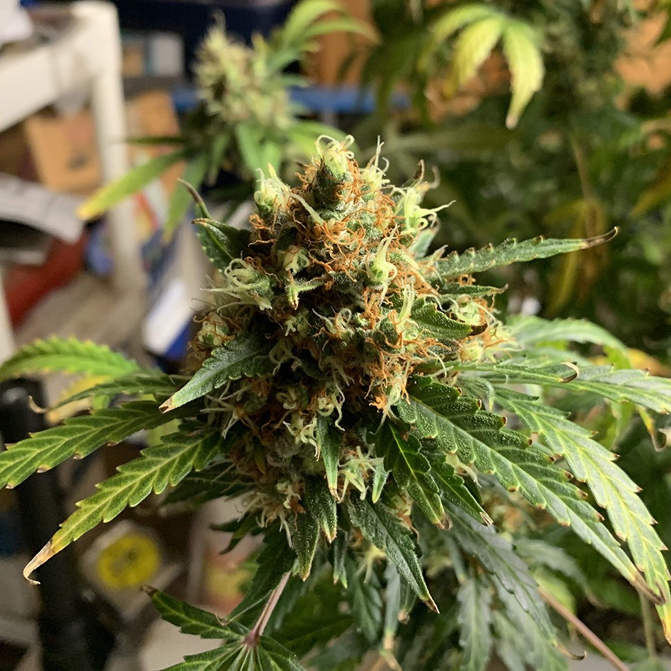 семена конопли Алма-Ата Critical feminised Victory Seeds