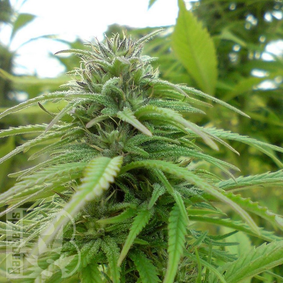 Brazil Sativa feminised Ganja Seeds