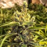Brazil Sativa feminised Ganja Seeds