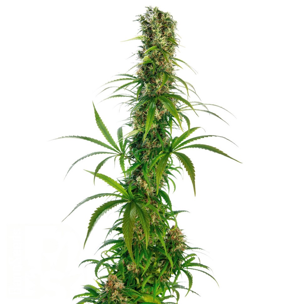 Brazil Sativa feminised Ganja Seeds
