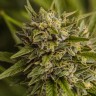 Brazil Sativa feminised Ganja Seeds