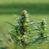 Brazil Sativa feminised Ganja Seeds