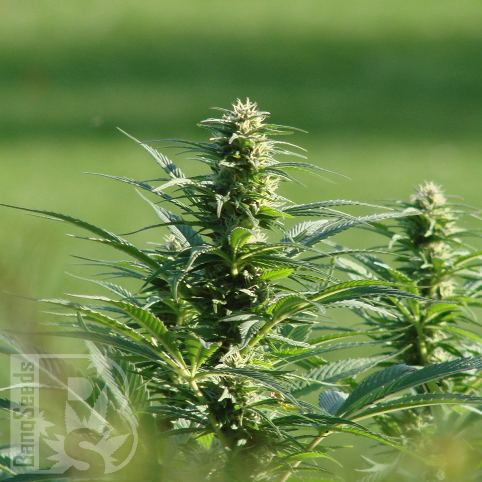 Brazil Sativa feminised Ganja Seeds
