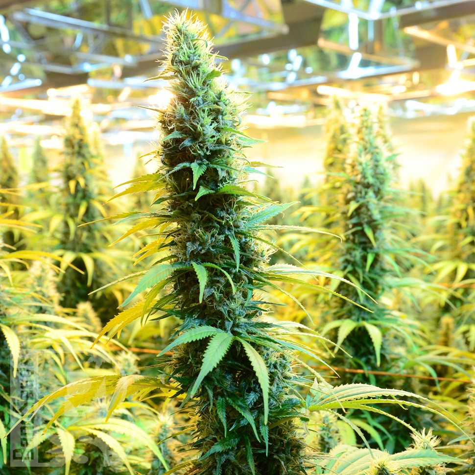 Brazil Sativa feminised Ganja Seeds