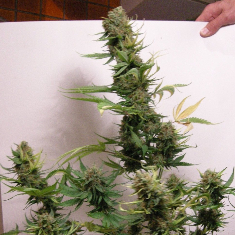 Семена каннабиса  AK 47 feminised Neuro Seeds