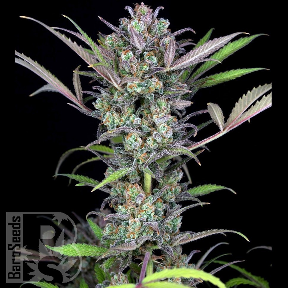 Семена каннабиса  Auto Sweet Skunk feminised Ganja Seeds