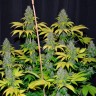 Bubble Gum feminised Ganja Seeds