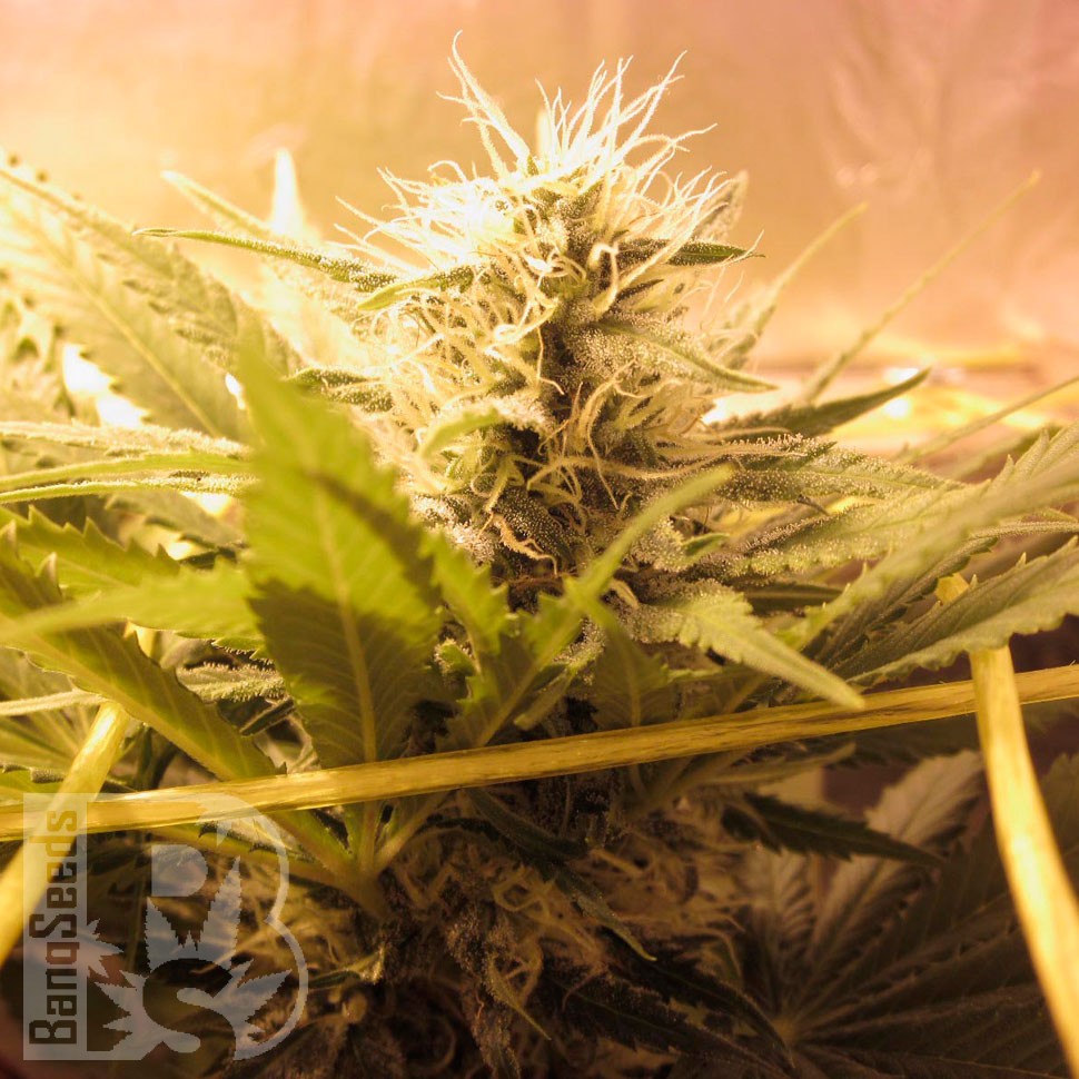 Bubble Gum feminised Ganja Seeds